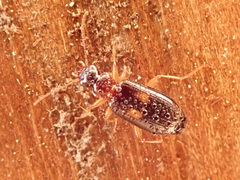Dromius fenestratus