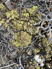 Acarospora schleicheri