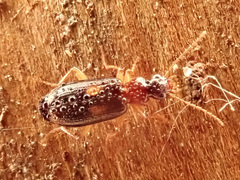 Dromius fenestratus