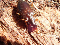 Dromiusina