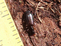 Dromiusina