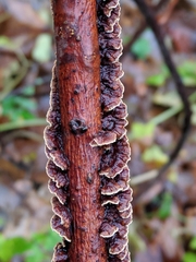 Hydnoporia tabacina image
