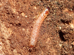 Thanasimus formicarius