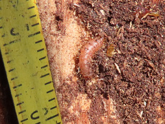Thanasimus formicarius