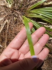 Oryzopsis asperifolia