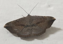Maxera marchalii