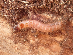 Thanasimus formicarius