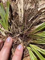 Oryzopsis asperifolia