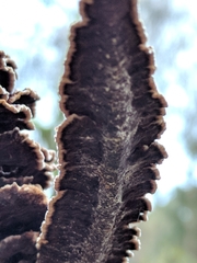 Hydnoporia tabacina image