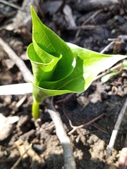 Trillium grandiflorum