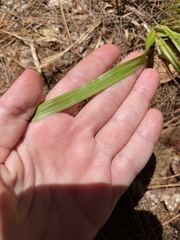 Oryzopsis asperifolia