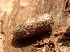 Diprion pini