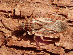 Aradus obtectus
