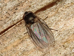 Earomyia lonchaeoides