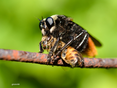 Mallophora ruficauda