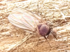 Earomyia lonchaeoides