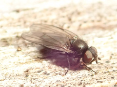 Earomyia lonchaeoides