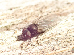 Earomyia lonchaeoides