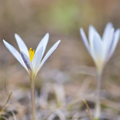 Crocus alatavicus