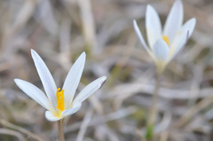 Crocus alatavicus