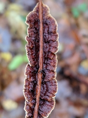 Hydnoporia tabacina image