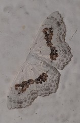 Somatina virginalis