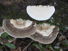 Trametes elegans