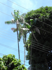 Euterpe oleracea