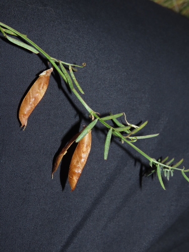 two-leaflet vetch (Vicia bijuga)