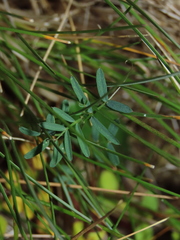 Vicia bijuga