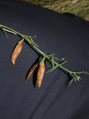 Vicia bijuga