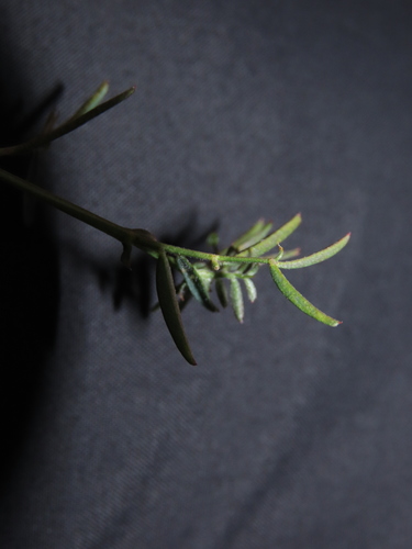 Image of Vicia bijuga by (c) Nicolás Lavandero, some rights reserved (CC BY)
