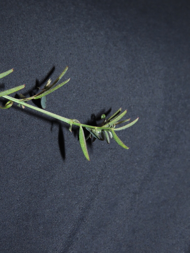 Image of Vicia bijuga by (c) Nicolás Lavandero, some rights reserved (CC BY)