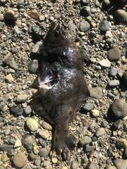 Paralichthys microps