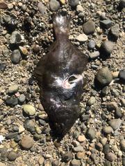 Paralichthys microps