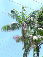 Euterpe oleracea