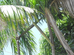 Euterpe oleracea