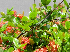 Iguana iguana