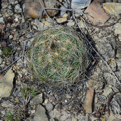 Coryphantha cornifera