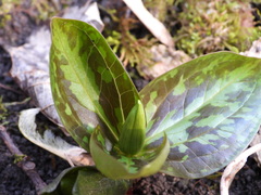 Trillium sessile