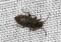 Ulodidae