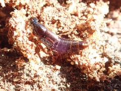 Quedius xanthopus