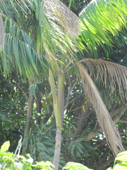 Euterpe oleracea