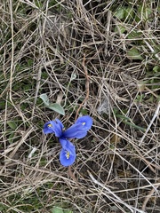 Iris reticulata