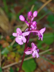 Orchis quadripunctata