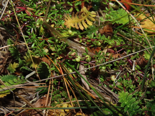 Image of Galium antarcticum by (c) Nicolás Lavandero, some rights reserved (CC BY)