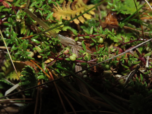 Image of Galium antarcticum by (c) Nicolás Lavandero, some rights reserved (CC BY)