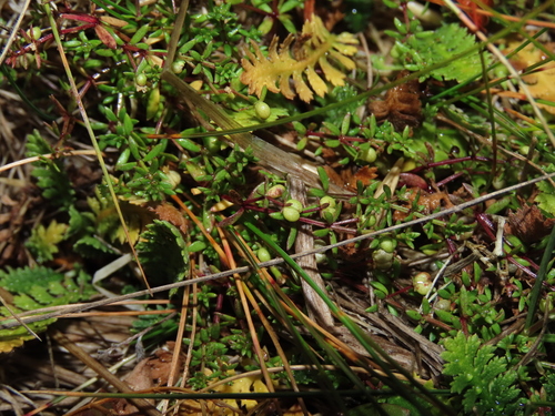 Image of Galium antarcticum by (c) Nicolás Lavandero, some rights reserved (CC BY)