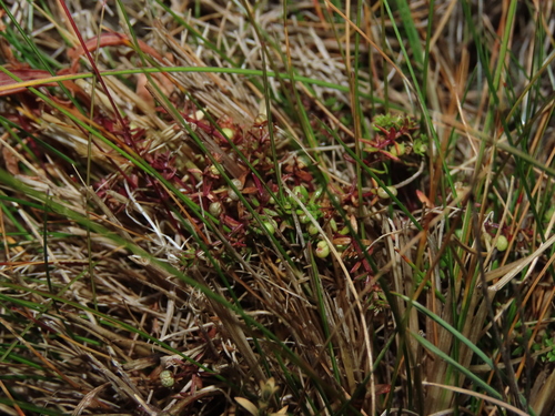 Image of Galium antarcticum by (c) Nicolás Lavandero, some rights reserved (CC BY)