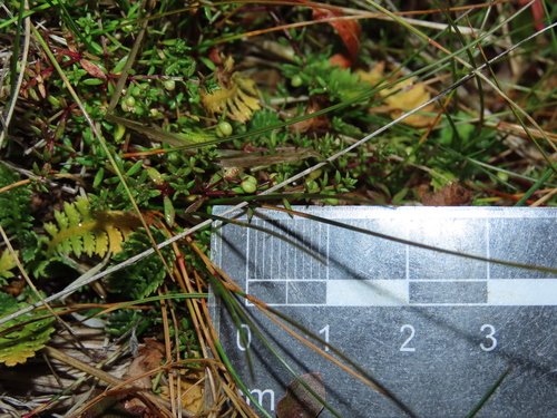 Image of Galium antarcticum by (c) Nicolás Lavandero, some rights reserved (CC BY)